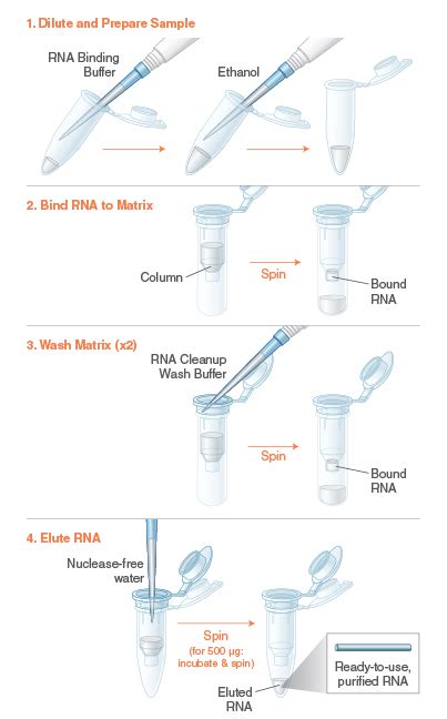 mrna purification kit|Monarch® RNA Cleanup Kit (50 µg) .